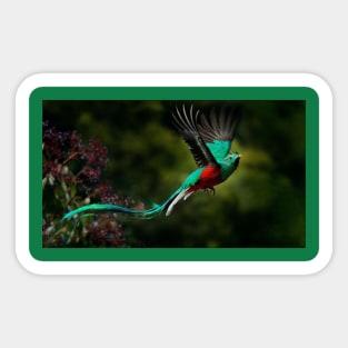 El Quetzal Sticker